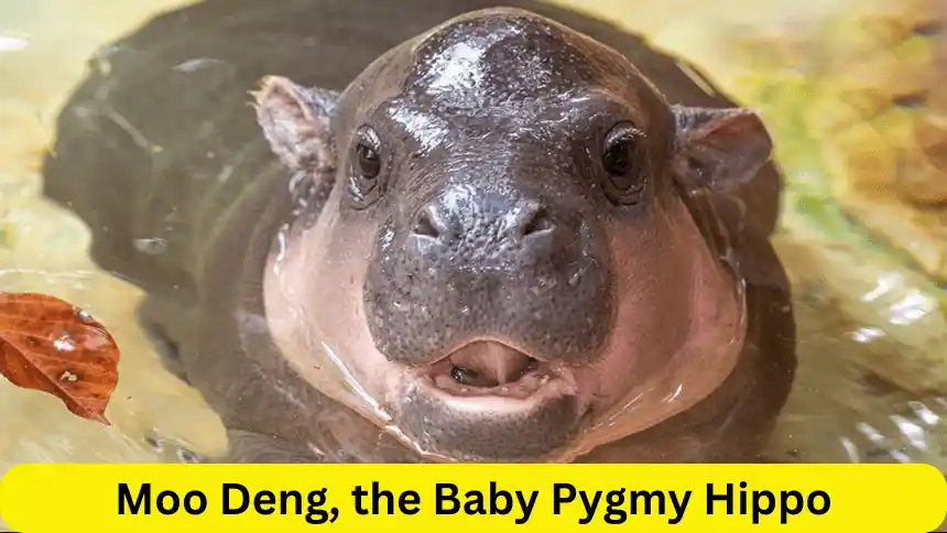 Moo Deng, the Baby Pygmy Hippo